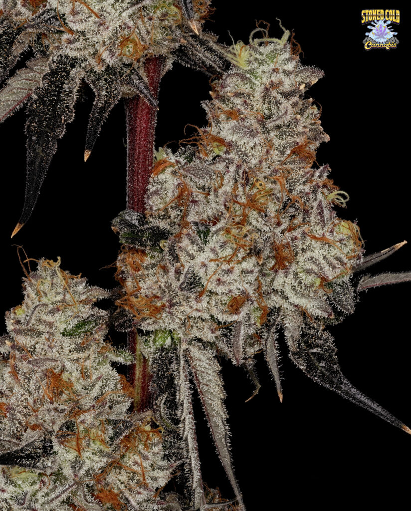 Platinum Kush Breath Remix - selected by @stonedcold907